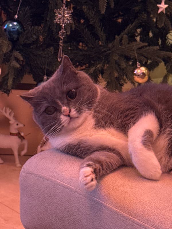 Dubai resident enjoys quiet evening with cat and roses