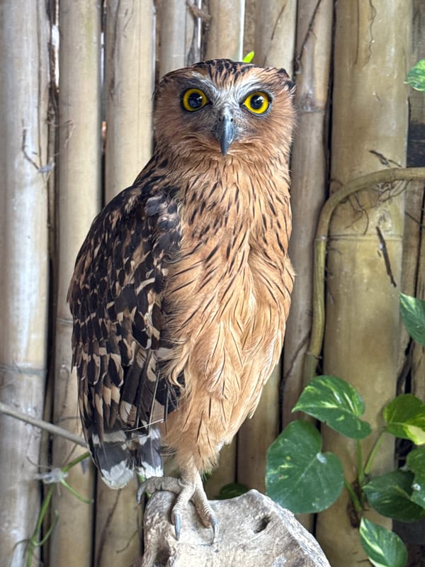 Morning tour of a Sukawati wildlife park, animals up close