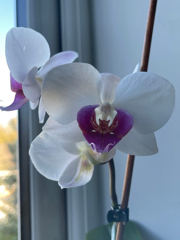 White orchids with colorful centers photographed in Maidstone