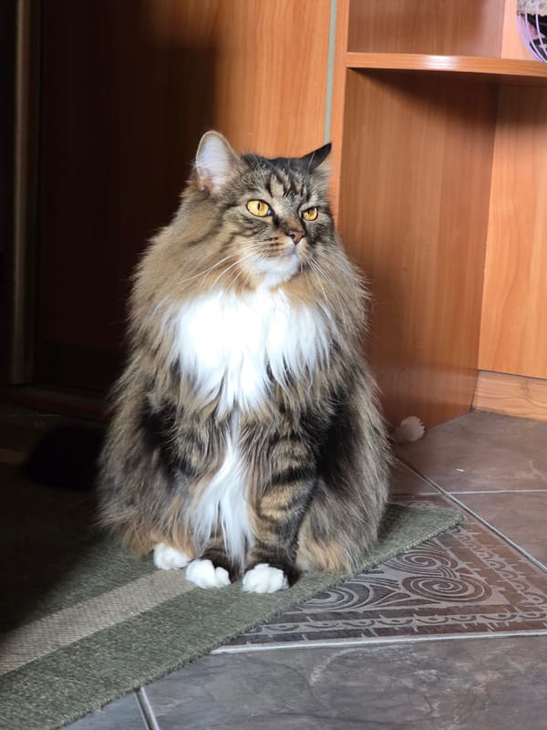 Fluffy tabby cat lounging around a home in Omsk