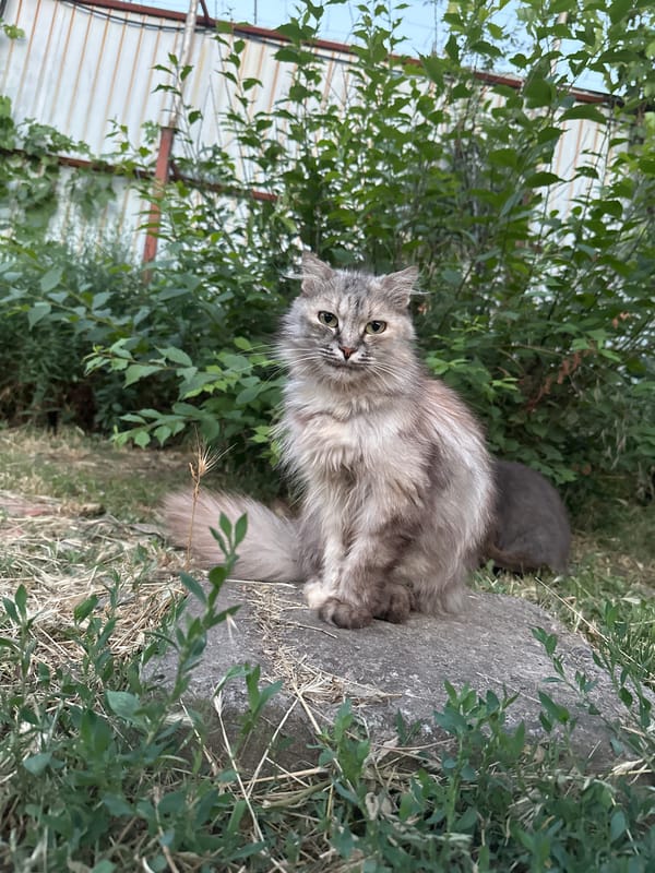 Cats and a pear tree on a quiet afternoon outside