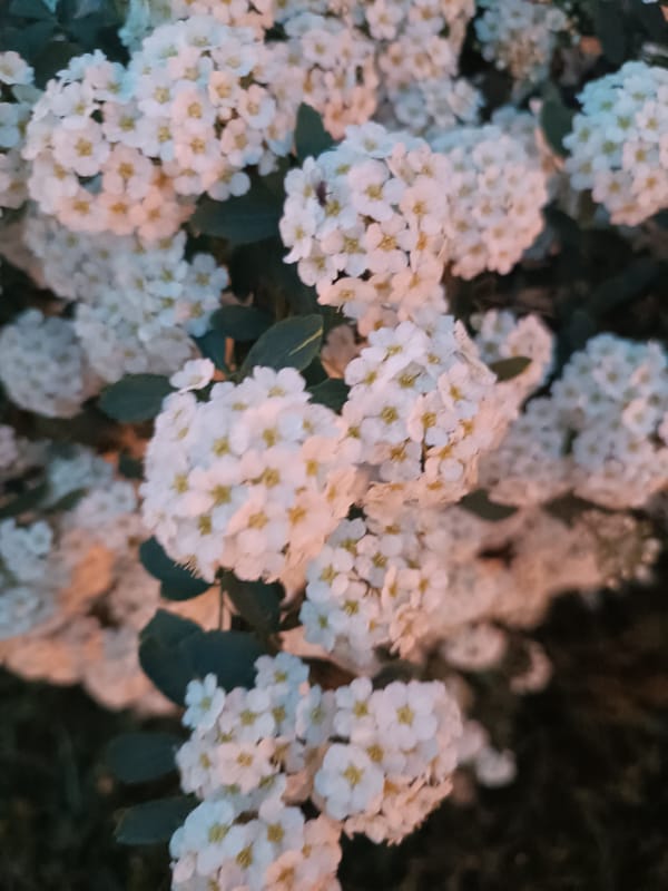 White flowering shrubs documented near fence at dusk