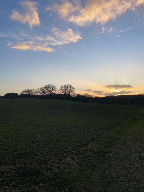 Spring daffodils bloom amid dramatic sky near Vejle Denmark