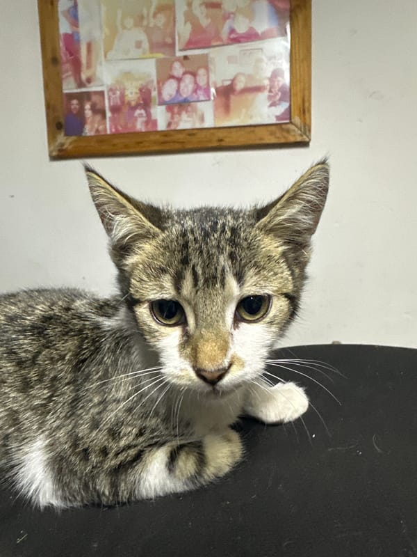 Tabby kitten photographed in various poses in Arica, Chile