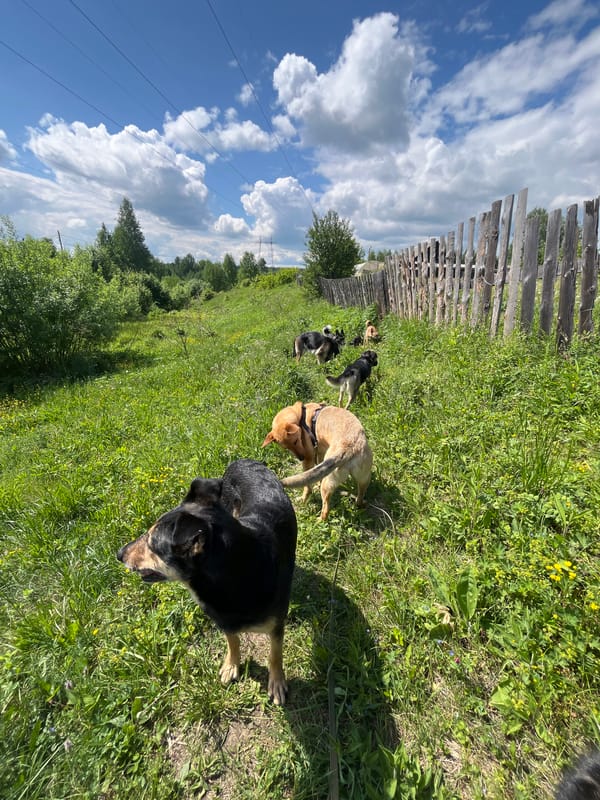 Dogs play in sunny field in Nizhny Tagil