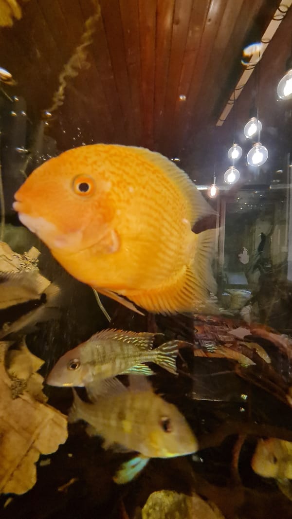 Aquarium viewing and tarot reading documented in Lachish region