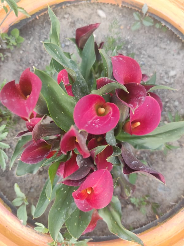 Garden plants and flowers in a Kyrgyzstan plot, mid-summer