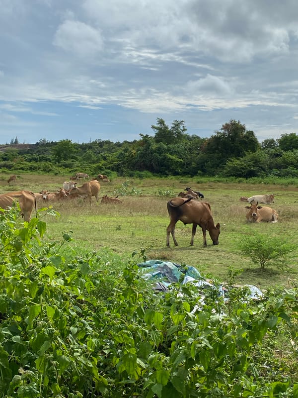 Cattle, muddy fields, and unfinished construction in rural Aceh