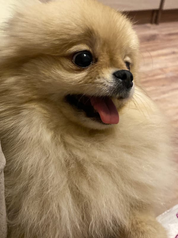 Fluffy Pomeranian photographed resting at unknown location