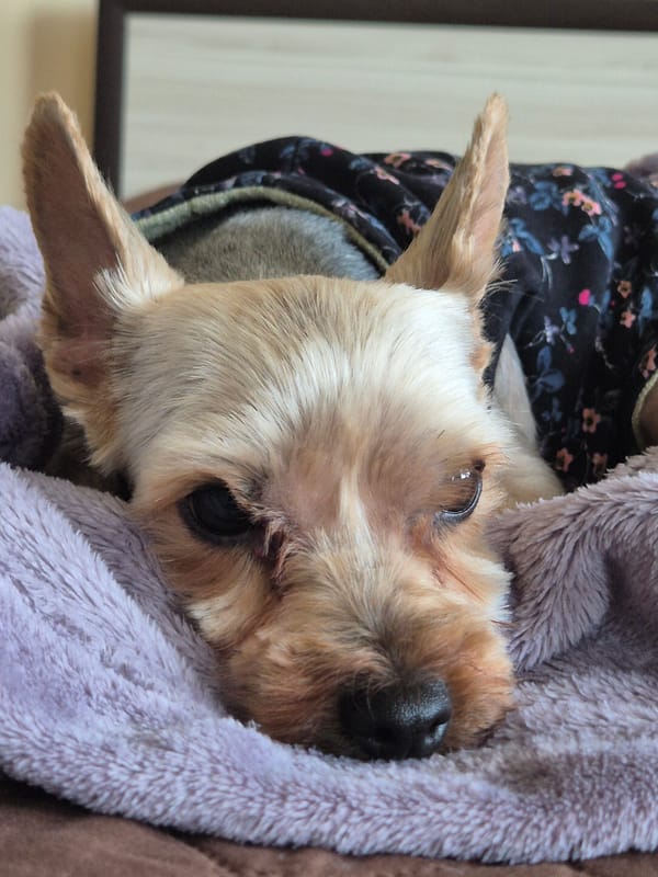 Small terrier photographed in close-up in Pavlikeni, Bulgaria