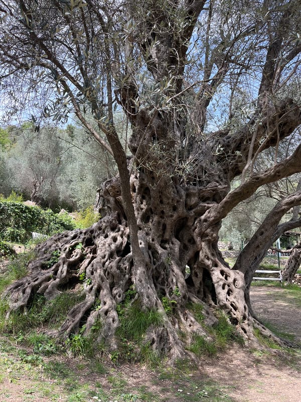 Ancient gnarled olive tree observed in Ivanovići, Montenegro