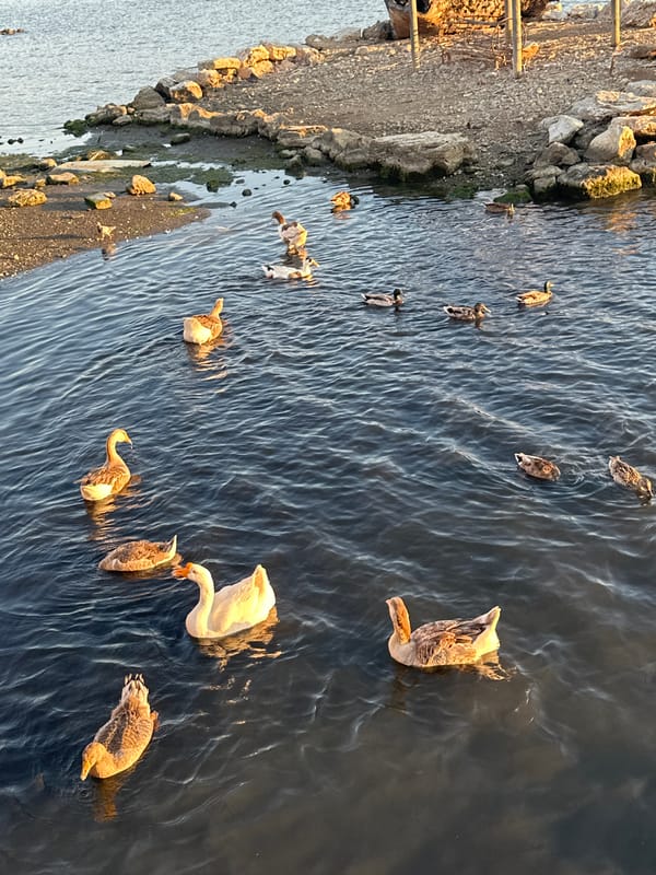 Waterfowl gather in Fethiye bay during golden hour afternoon