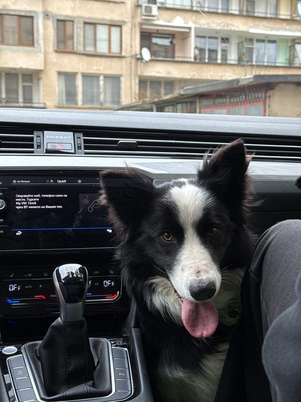 Border collie rides passenger seat in Bulgarian car