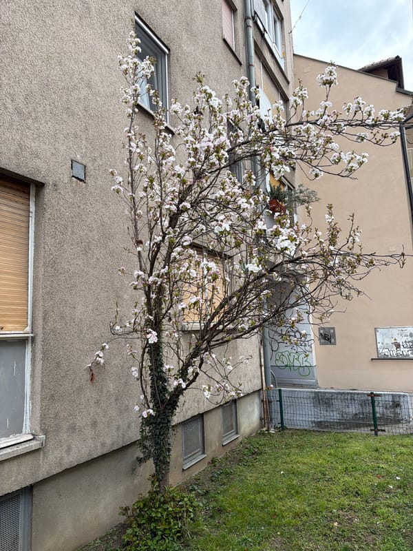 Cherry blossom tree blooms in Ljubljana urban setting