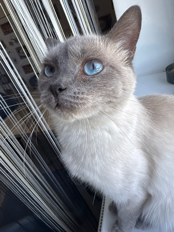 Siamese cat at a Slonim windowsill, multiple angles