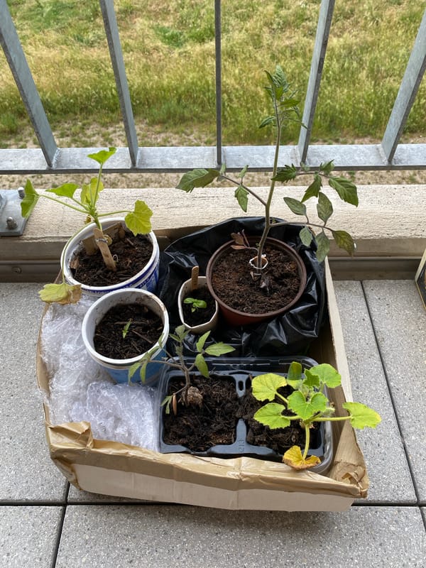 Balcony gardening documented in Milvignes overlooking Lake Neuchâtel