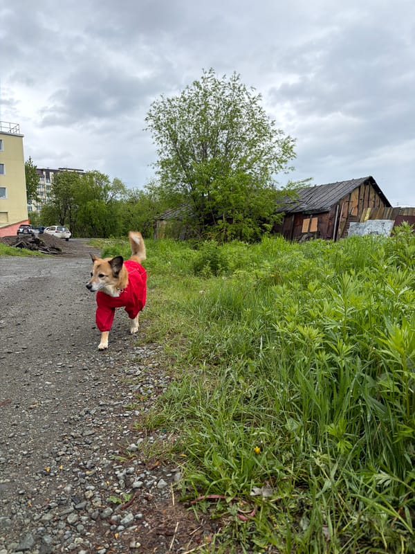 Dog in a red jacket on a gravel path in Kamchatka