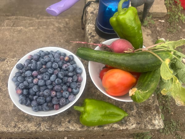 Homegrown blueberries at various stages in Burgas