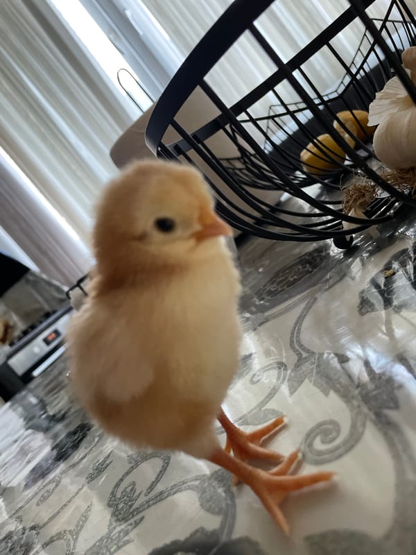 Chicks, roosters, and a dog on a Zlatograd farm