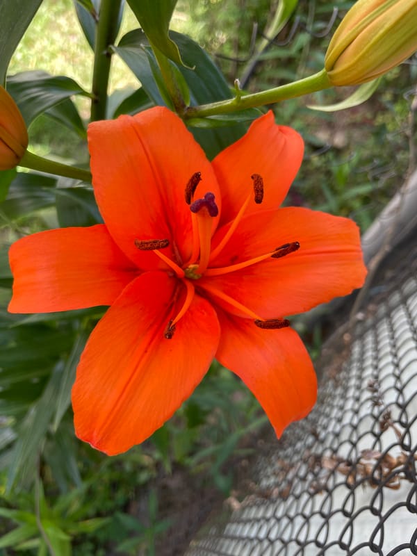 Orange lily in full bloom, petals open wide