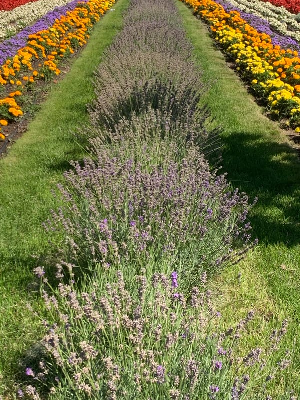 Colorful layered garden beds in full bloom, Kolomyia