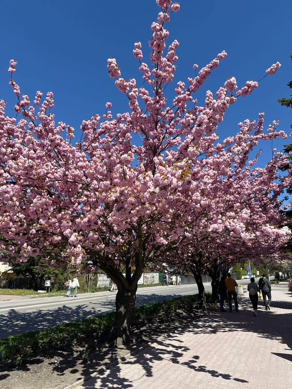 Cherry blossoms bloom in Ustroń, Poland drawing visitors