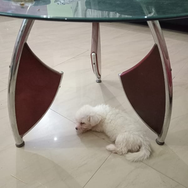Small white dog rests under glass table in Narayi