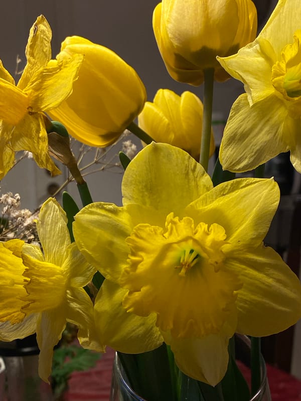 Spring flowers and quiet moments documented in Swedish home