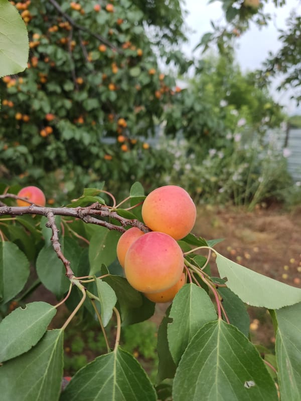 Kazakhstan backyard in full summer swing — livestock, fruit trees, and garden