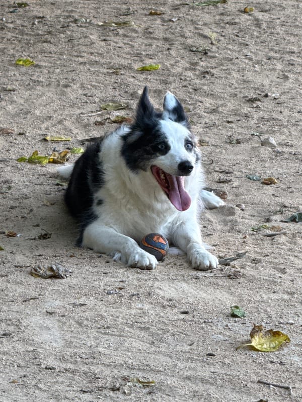 Dog rests with ball during morning playtime