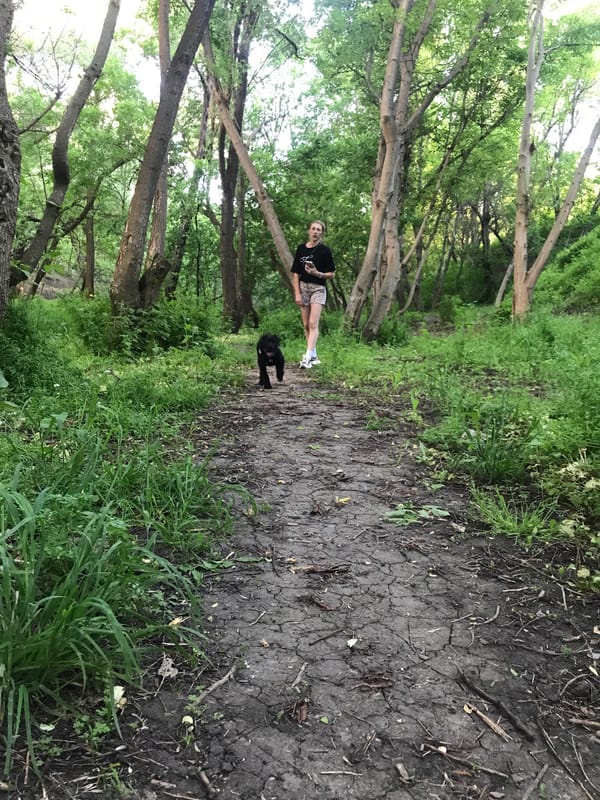 Woman walks dogs through Kharkiv parks during evening hours