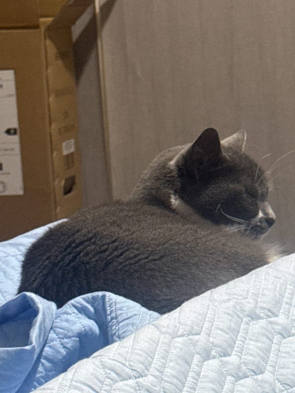 Evening snapshots in Tbilisi: sleeping cat, money display, sneakers
