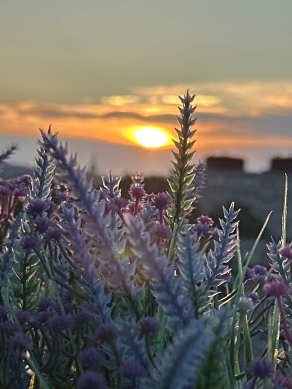 Lavender and a warm sunset sky in Tallinn