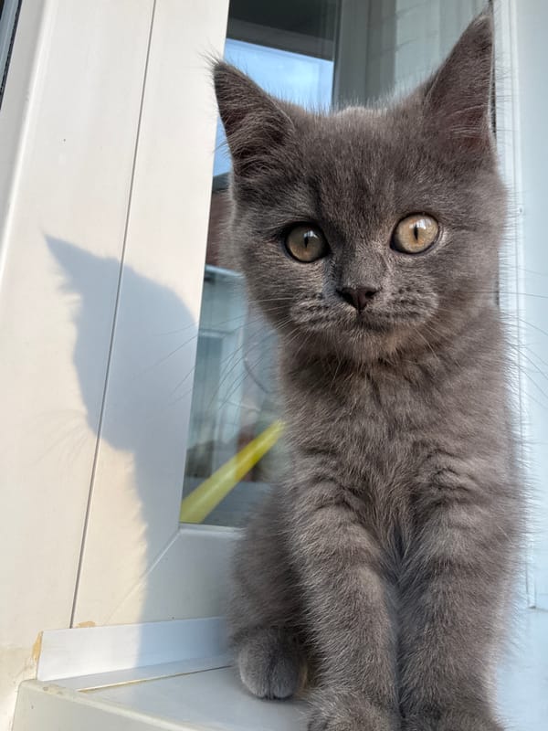 Gray cat on a windowsill watching the sunset