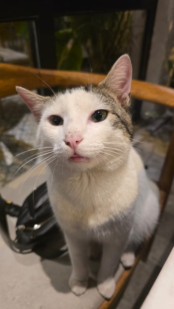 Cat watches over half-eaten meal in Fethiye