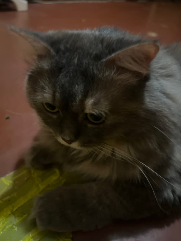 Lazy afternoon with a gray cat in a Kyiv apartment