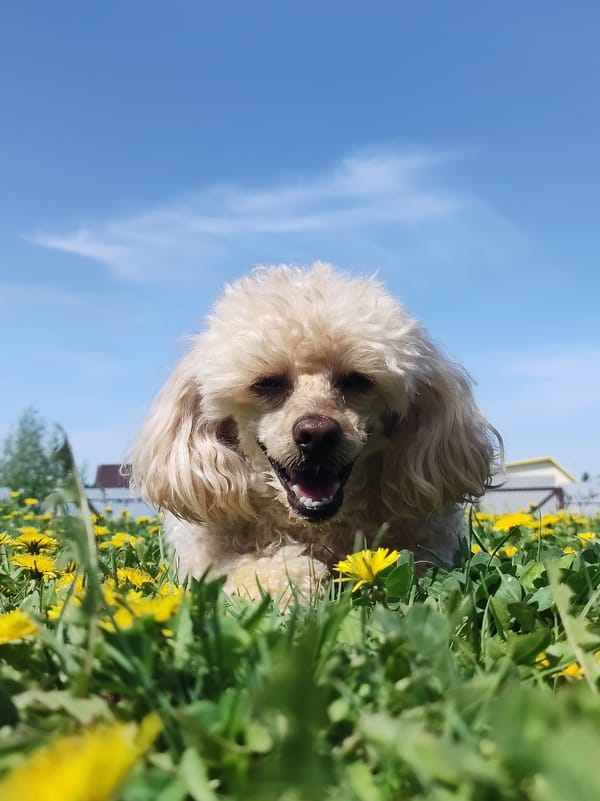 Family enjoys spring morning with poodle in Russian dandelion field