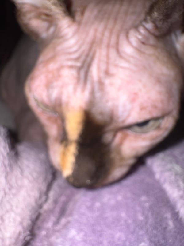 Pet photography session captures Sphynx cats, Chihuahua in Dutch home
