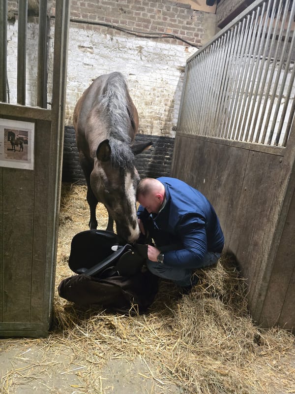 Man saddles horse in Belgian stable