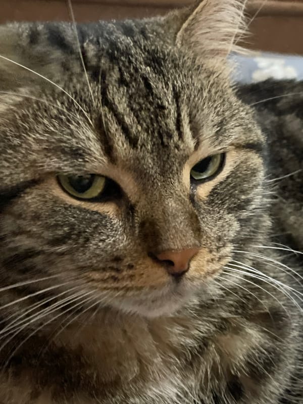 Close-up portraits of a green-eyed tabby cat in Cherkasy