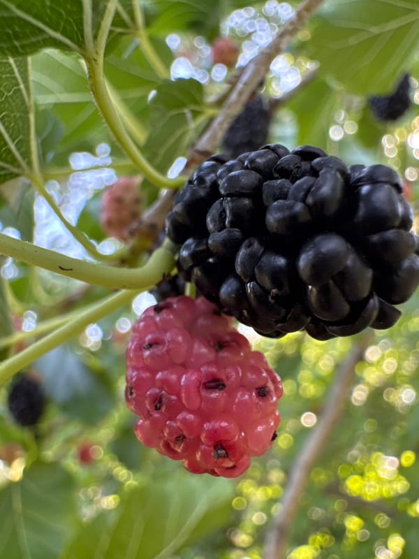 Mulberries ripening on a branch in Chervonyi Step