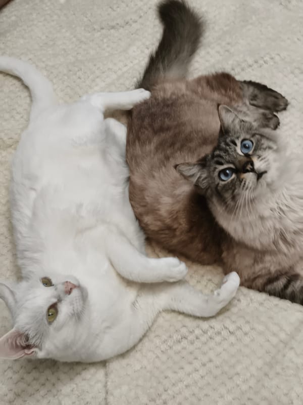 Cats lounge on Russian books in Sevastopol home scene