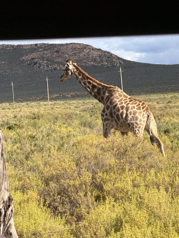 Giraffe spotted in Breede Valley Nu from vehicle