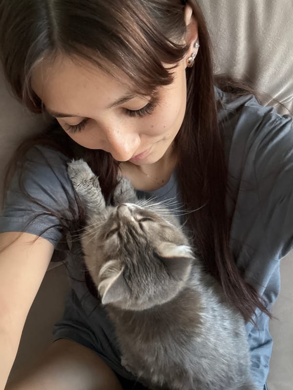 Cozy evening at home with a grey cat in Novokuznetsk