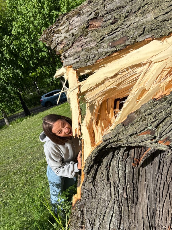 Fallen tree documented by witnesses in Saint Petersburg park