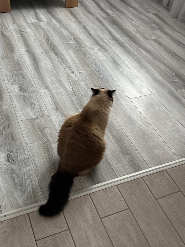 Woman with cats enjoys quiet morning in Simferopol home