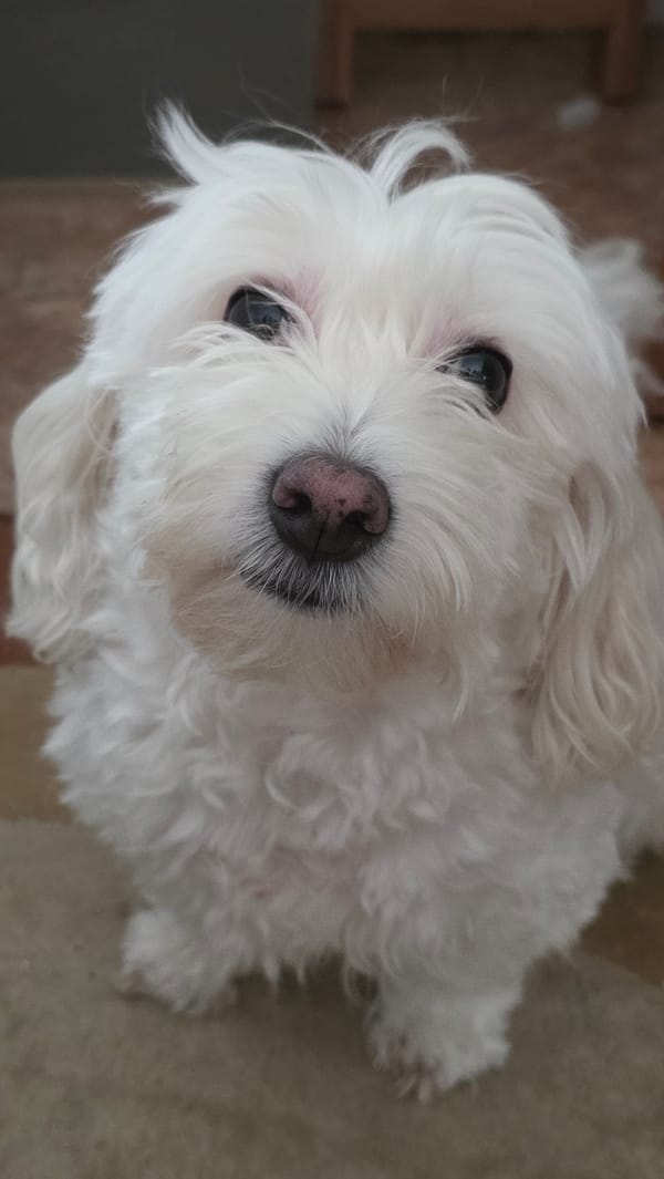 Fluffy white dog tries on glasses at home in Blagoevgrad