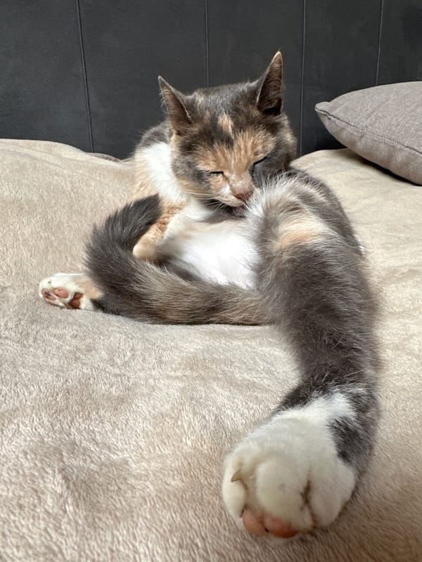 Cats, collectibles, and home life in suburban Minsk