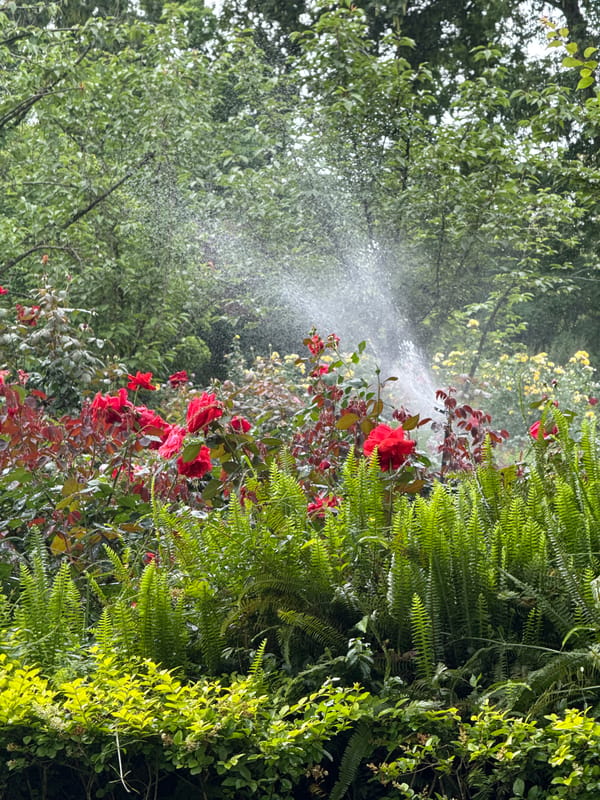 Dawn sprinkler system waters rose garden in Chenghua District
