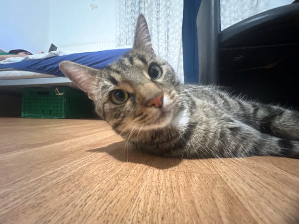 Tabby cat rests on wooden floor in Strasbourg bedroom